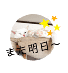 にゃんこ先輩（個別スタンプ：6）