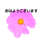 日常に使える彩り花スタンプ(敬語.ver)（個別スタンプ：1）