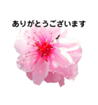日常に使える彩り花スタンプ(敬語.ver)（個別スタンプ：2）