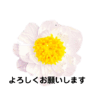 日常に使える彩り花スタンプ(敬語.ver)（個別スタンプ：5）