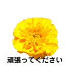 日常に使える彩り花スタンプ(敬語.ver)（個別スタンプ：13）