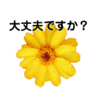 日常に使える彩り花スタンプ(敬語.ver)（個別スタンプ：16）