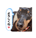 ミニピンラッキー（個別スタンプ：9）