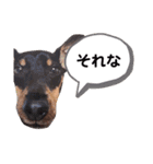 ミニピンラッキー（個別スタンプ：13）