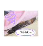 ミニピンラッキー（個別スタンプ：19）