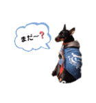 ミニピンラッキー（個別スタンプ：24）