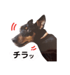 ミニピンラッキー（個別スタンプ：31）