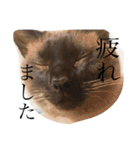 渋めなつなかん（個別スタンプ：10）