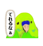 ブラシいんこ（個別スタンプ：10）