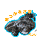 アメコカのリブ2（個別スタンプ：2）