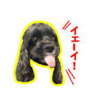 アメコカのリブ2（個別スタンプ：10）