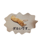 いぬきのまったりスタンプ（個別スタンプ：4）