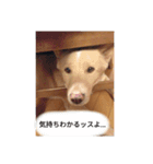 いぬきのまったりスタンプ（個別スタンプ：9）