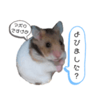 ゴールデンハムスター(アポロとミルク)（個別スタンプ：1）