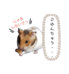 ゴールデンハムスター(アポロとミルク)（個別スタンプ：2）