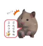 ゴールデンハムスター(アポロとミルク)（個別スタンプ：5）