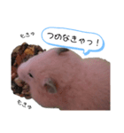 ゴールデンハムスター(アポロとミルク)（個別スタンプ：6）
