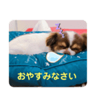わんこの日常①（個別スタンプ：8）