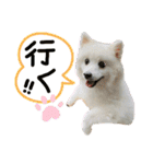 日本スピッツしーたん（個別スタンプ：3）