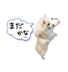 日本スピッツしーたん（個別スタンプ：4）