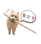 日本スピッツしーたん（個別スタンプ：5）