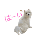日本スピッツしーたん（個別スタンプ：11）