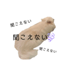 日本スピッツしーたん（個別スタンプ：12）
