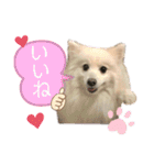 日本スピッツしーたん（個別スタンプ：19）
