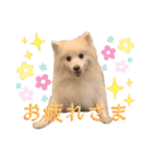 日本スピッツしーたん（個別スタンプ：22）