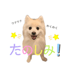 日本スピッツしーたん（個別スタンプ：28）