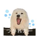 日本スピッツしーたん（個別スタンプ：34）