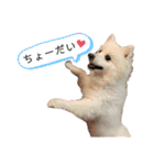 日本スピッツしーたん（個別スタンプ：35）