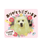 日本スピッツしーたん（個別スタンプ：40）