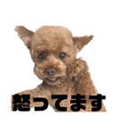 トイプードルEVEのシンプルスタンプ③（個別スタンプ：6）