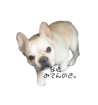 松山家の愛犬ノエルくんver.1（個別スタンプ：2）