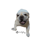 松山家の愛犬ノエルくんver.1（個別スタンプ：3）