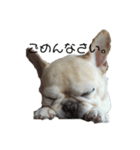 松山家の愛犬ノエルくんver.1（個別スタンプ：4）