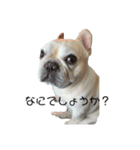 松山家の愛犬ノエルくんver.1（個別スタンプ：5）
