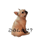 松山家の愛犬ノエルくんver.1（個別スタンプ：7）