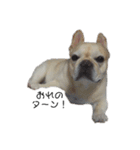 松山家の愛犬ノエルくんver.1（個別スタンプ：8）