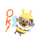 トイプーのラメミミちゃん（個別スタンプ：1）