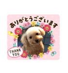 トイプーのラメミミちゃん（個別スタンプ：3）
