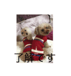 トイプーのラメミミちゃん（個別スタンプ：5）