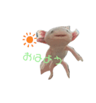 ウーパールーパーのpinoくん（個別スタンプ：1）