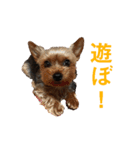 ヨーキーのはるちゃん！2（個別スタンプ：1）