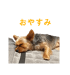 ヨーキーのはるちゃん！2（個別スタンプ：3）