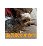 ヨーキーのはるちゃん！2（個別スタンプ：5）