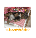 ヨーキーのはるちゃん！2（個別スタンプ：6）