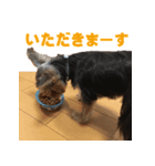 ヨーキーのはるちゃん！2（個別スタンプ：7）