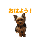 ヨーキーのはるちゃん！2（個別スタンプ：8）
